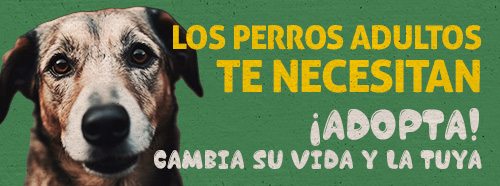 Los perros adultos te necesitan. Adopta